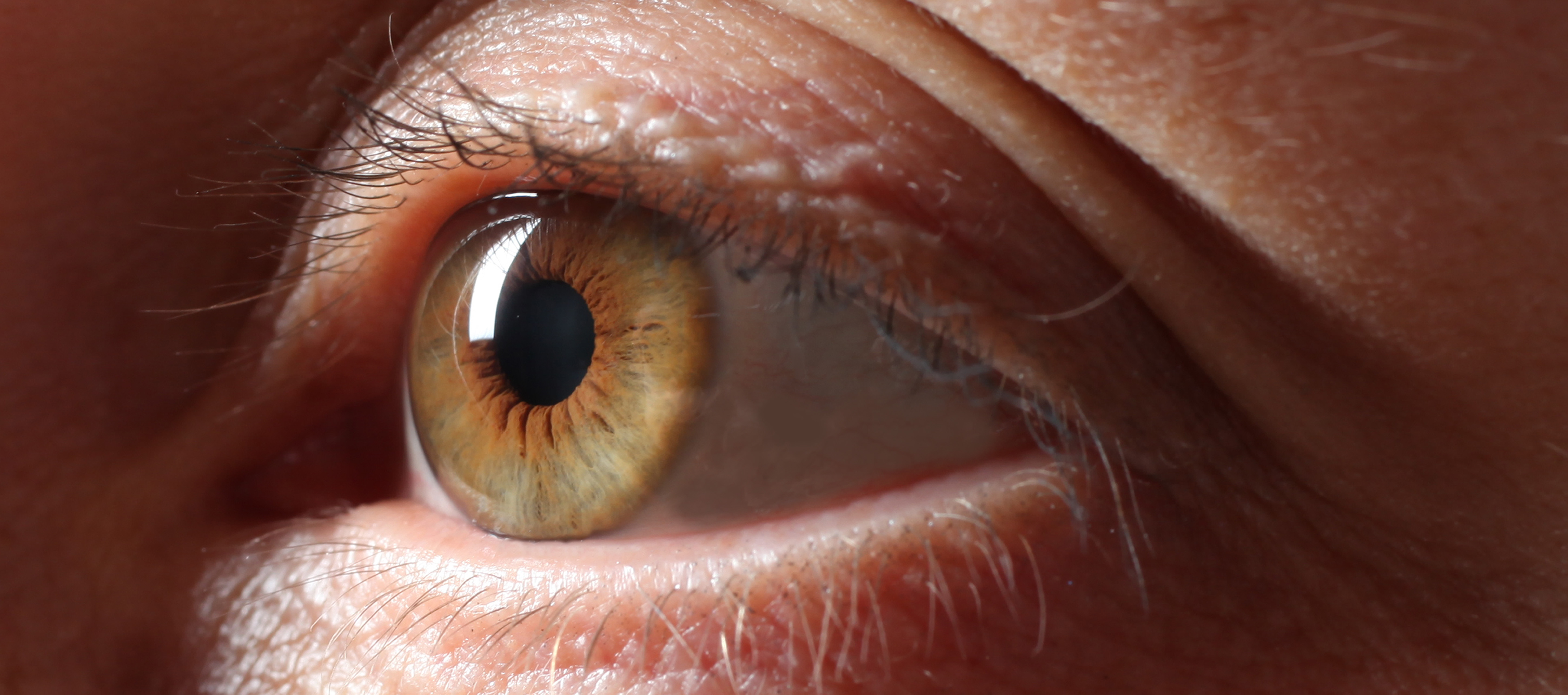 Close up brown eye